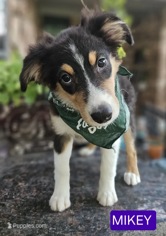 MIKEY – Miniature Australian Shepherd puppy for sale in Mansfield, TX