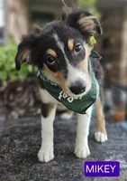 MIKEY, a male Miniature Australian Shepherd for sale in Mansfield, TX – 1 of 10