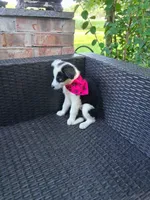 PEPPER, a female Alaskan Husky and Miniature Australian Shepherd for sale in Mansfield, TX – 4 of 4