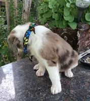 BASTION, a male Pug and Miniature Australian Shepherd for sale in Mansfield, TX – 2 of 4
