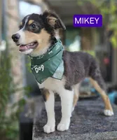 MIKEY, a male Miniature Australian Shepherd for sale in Mansfield, TX – 10 of 10