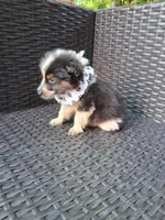 PICKLE , a male Alaskan Husky and Toy Australian Shepherd for sale in Mansfield, TX – 6 of 6