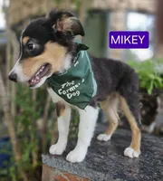 MIKEY, a male Miniature Australian Shepherd for sale in Mansfield, TX – 6 of 10