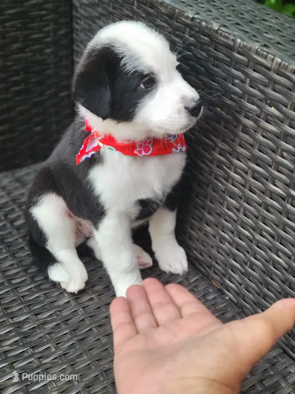 MILO – Miniature Australian Shepherd puppy for sale in Mansfield, TX