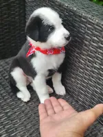 MILO, a male Miniature Australian Shepherd for sale in Mansfield, TX – 1 of 2