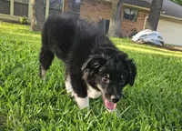 ARCHER , a male Miniature Australian Shepherd for sale in Mansfield, TX – 2 of 10