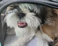 PAUL, a male Shih Tzu for sale in Mansfield, TX – 5 of 5