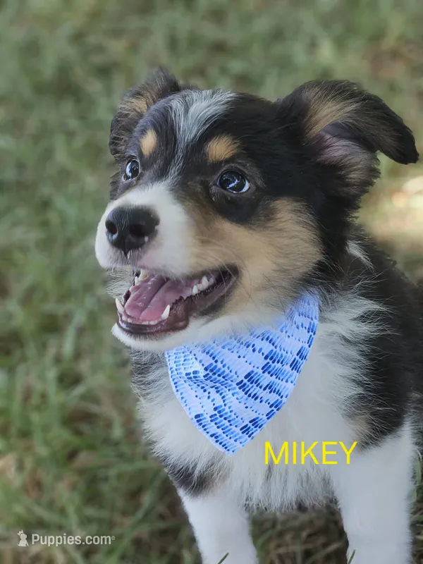 MIKEY – Toy Australian Shepherd puppy for sale in Mansfield, TX