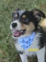 MIKEY, a male Toy Australian Shepherd for sale in Mansfield, TX – 1 of 5