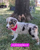CLEOPATRA II, a female Miniature Australian Shepherd for sale in Mansfield, TX – 6 of 10