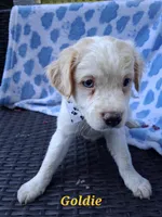 Goldie  , a female Pug and Miniature Australian Shepherd for sale in Mansfield, TX – 1 of 10