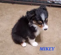 MIKEY , a male Toy Australian Shepherd for sale in Mansfield, TX – 2 of 2