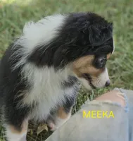 MEEKA, a female Toy Australian Shepherd for sale in Mansfield, TX – 6 of 9