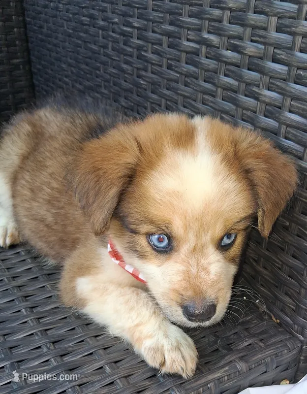 PRINCE – Alaskan Husky, Miniature Australian Shepherd puppy for sale in Mansfield, TX