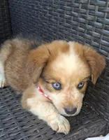 PRINCE, a male Alaskan Husky and Miniature Australian Shepherd for sale in Mansfield, TX – 1 of 5