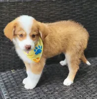 MITCHELL, a male Miniature Australian Shepherd for sale in Mansfield, TX – 3 of 7