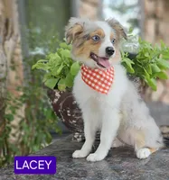 LACEY , a female Toy Australian Shepherd for sale in Mansfield, TX – 8 of 8