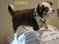 CARLEY, a female Toy Australian Shepherd for sale in Mansfield, TX – 7 of 9