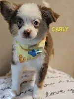 CARLEY, a female Toy Australian Shepherd for sale in Mansfield, TX – 5 of 9