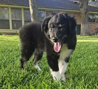 ARCHER , a male Miniature Australian Shepherd for sale in Mansfield, TX – 4 of 10