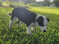 MILO, a male Alaskan Husky and Miniature Australian Shepherd for sale in Mansfield, TX – 7 of 9