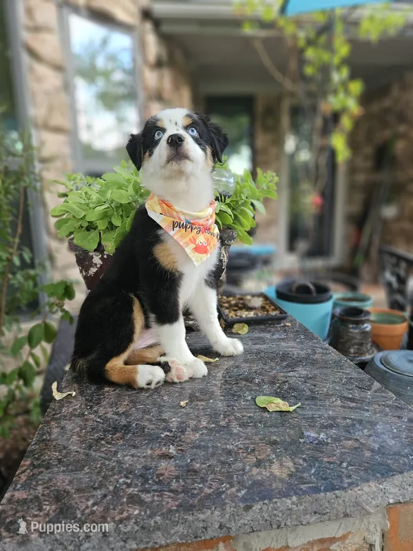 LUCY LU – Miniature Australian Shepherd puppy for sale in Mansfield, TX