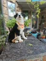 LUCY LU, a female Miniature Australian Shepherd for sale in Mansfield, TX – 1 of 9