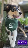 MIKEY, a male Miniature Australian Shepherd for sale in Mansfield, TX – 9 of 10
