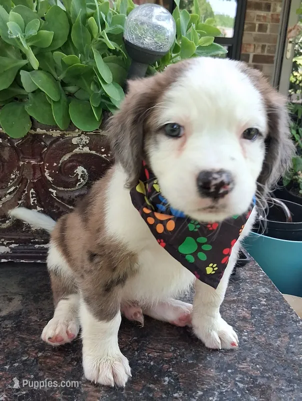 BASTION – Pug, Miniature Australian Shepherd puppy for sale in Mansfield, TX