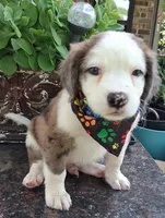 BASTION, a male Pug and Miniature Australian Shepherd for sale in Mansfield, TX – 1 of 4