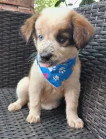 PARKER, a male Alaskan Husky and Miniature American Shepherd for sale in Mansfield, TX – 9 of 10