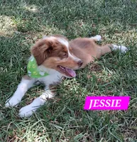 JESSIE , a female Miniature Australian Shepherd for sale in Mansfield, TX – 2 of 5