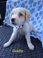 Goldie  , a female Pug and Miniature Australian Shepherd for sale in Mansfield, TX – 5 of 10
