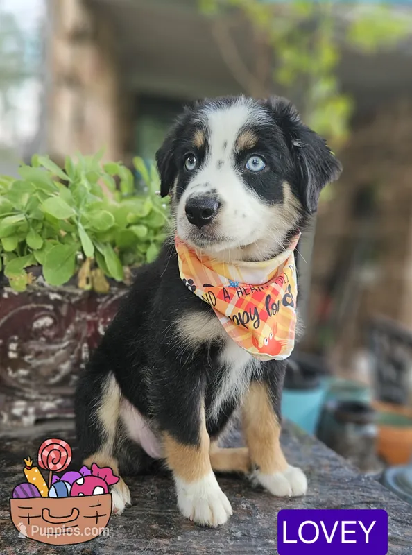 LOVEY – Miniature Australian Shepherd puppy for sale in Mansfield, TX