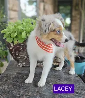 LACEY , a female Toy Australian Shepherd for sale in Mansfield, TX – 6 of 8