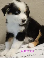 LUCY LU, a female Miniature Australian Shepherd for sale in Mansfield, TX – 2 of 7