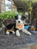 LUCY LU, a female Miniature Australian Shepherd for sale in Mansfield, TX – 7 of 9