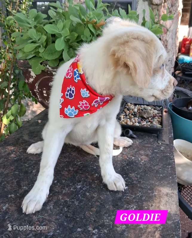 Goldie   – Pug, Miniature Australian Shepherd puppy for sale in Mansfield, TX