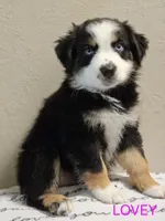 LOVEY, a female Miniature Australian Shepherd for sale in Mansfield, TX – 5 of 7