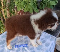 SUNNIE , a male Miniature Australian Shepherd for sale in Mansfield, TX – 4 of 6