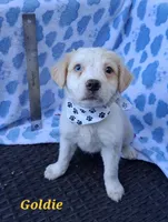 Goldie  , a female Pug and Miniature Australian Shepherd for sale in Mansfield, TX – 6 of 10