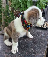BASTION, a male Pug and Miniature Australian Shepherd for sale in Mansfield, TX – 4 of 4