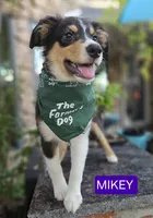 MIKEY, a male Miniature Australian Shepherd for sale in Mansfield, TX – 7 of 10