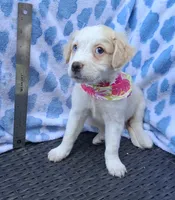 Goldie  , a female Pug and Miniature Australian Shepherd for sale in Mansfield, TX – 9 of 10