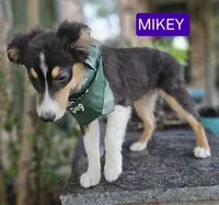 MIKEY, a male Miniature Australian Shepherd for sale in Mansfield, TX – 5 of 10