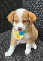 MITCHELL, a male Miniature Australian Shepherd for sale in Mansfield, TX – 6 of 7