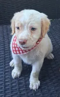 FALKOR, a male Pug and Miniature Australian Shepherd for sale in Mansfield, TX – 3 of 5