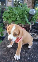 ATRAYU, a male Pug and Miniature Australian Shepherd for sale in Mansfield, TX – 3 of 7