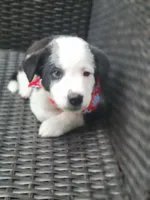 MILO, a male Miniature Australian Shepherd for sale in Mansfield, TX – 2 of 2