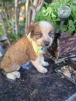PIERRE, a male Miniature Australian Shepherd for sale in Mansfield, TX – 9 of 9